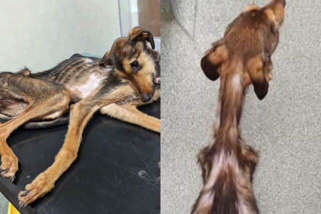 죽은 줄 알았던 뼈만 남은 개, 구조 후 살 붙은 감동 변화