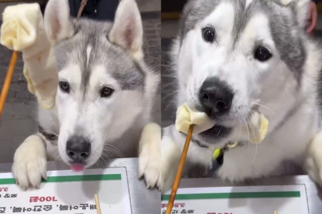 길에서 먹는 어묵 맛에 푹 빠진 허스키의 먹방..’1일 1어묵’