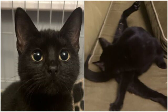 엉덩이 없이 태어난 고양이…누리꾼 기부 응원 쇄도 ‘예쁘고 안타까워’