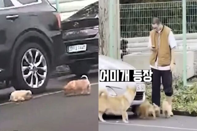 도로 위 강아지들 구하려다 오해받고 어미 개한테 혼쭐난 청년들