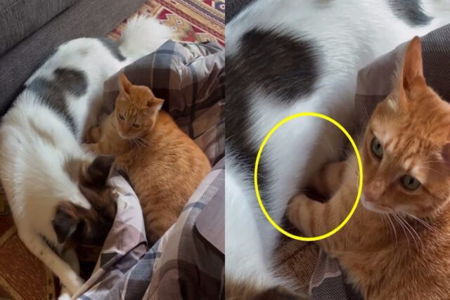 추운 겨울 강아지 배로 ‘손난로’한 귀여운 고양이..’따끈따끈해’