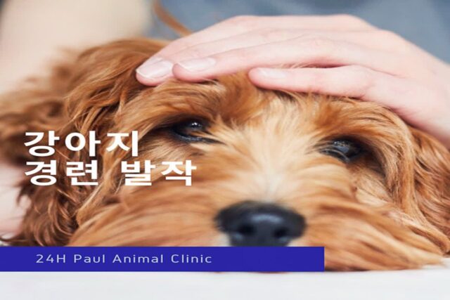 강아지 경련· 발작, 약물에 대해 알아보기