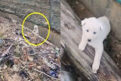 배수로에서 못 빠져나와 낑낑대던 ‘하얀 뽀시래기’ 구해준 선한 행인