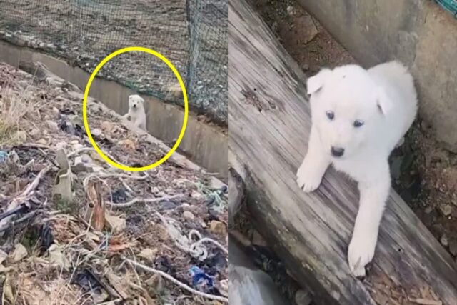 배수로에서 못 빠져나와 낑낑대던 ‘하얀 뽀시래기’ 구해준 선한 행인
