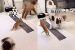 ‘어른이 왔으면 반겨줘야지!’ 동생 고양이 예절 교육 시킨 ‘K-유교’ 강아지