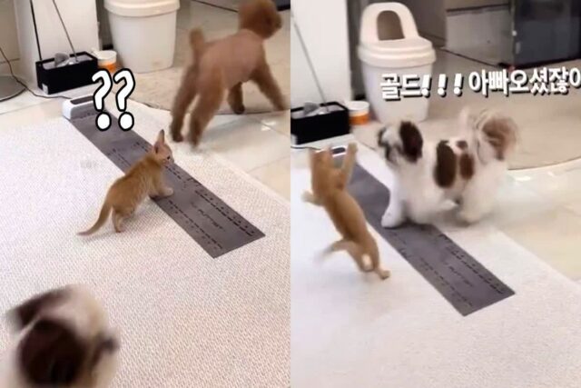 ‘어른이 왔으면 반겨줘야지!’ 동생 고양이 예절 교육 시킨 ‘K-유교’ 강아지