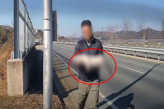 로드킬 당한 고양이 본 운전자…정말 믿지 못할 ‘선행’이 펼쳐졌다