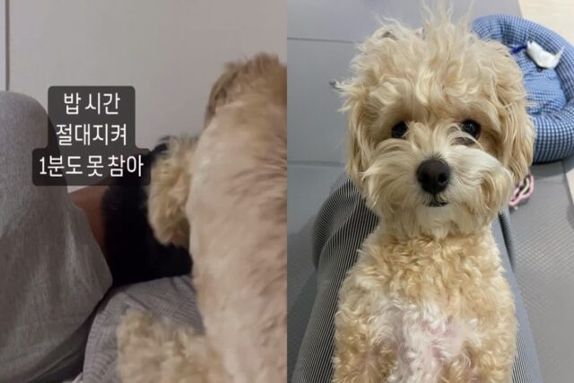 배고프다고 보호자 머리 열심히 ‘노크’한 강아지..’똑똑! 밥 먹자!’