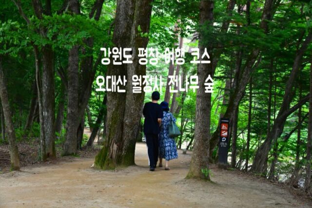 강원도 여행지 추천 평창 오대산 월정사 전나무 숲길