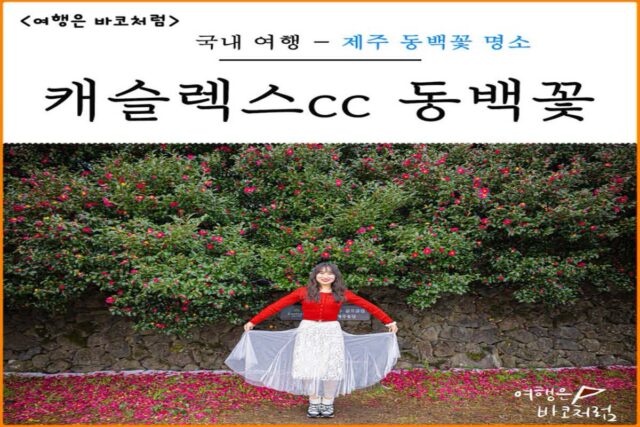 제주도 여행 제주 동백꽃 명소 동백꽃말 개화시기 입장료 무료