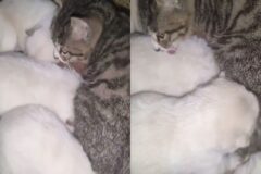 추운 겨울 개집에 들어가 강아지들과 체온 나눈 새끼 길냥이