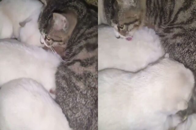 추운 겨울 개집에 들어가 강아지들과 체온 나눈 새끼 길냥이