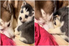 새로 온 여동생 ‘꼬옥’ 안아준 허스키 오빠…늠름하게 “내가 지켜줄게멍”