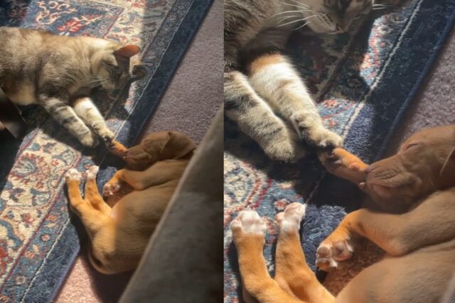 잠든 강아지 동생 손 잡아준 고양이…’이제 가족이다옹!’