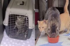 겨울철 길고양이 커플 납치(?)해 신혼집 마련해준 ‘따뜻한 악당’