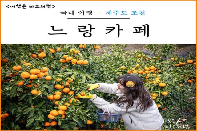 제주도 귤따기 감귤 체험 가능한 제주 조천 카페 느랑