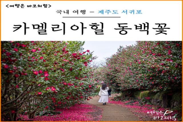 제주 겨울 여행 추천 제주도 동백꽃 명소 카멜리아힐 입장권 할인 소요시간 주차
