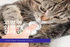고양이 심장병 증상와 검사, 치료까지 알아보기