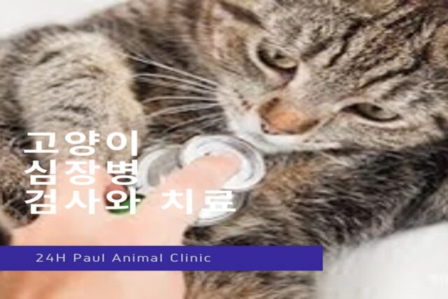 고양이 심장병 증상와 검사, 치료까지 알아보기