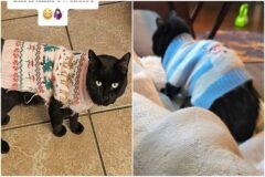 ‘두 집 살림’ 중인 앙큼한 고양이…증거는 다른 사람이 입힌 ‘○○○’