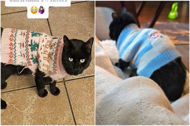 ‘두 집 살림’ 중인 앙큼한 고양이…증거는 다른 사람이 입힌 ‘○○○’