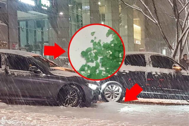“돈이 문제네” 도로에 음식물 쓰레기 뿌리면 좋다는 ‘정부’, 알고 봤더니…