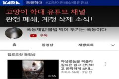 동물권행동 카라, 고양이 학대 유튜브 채널 폐쇄 환영