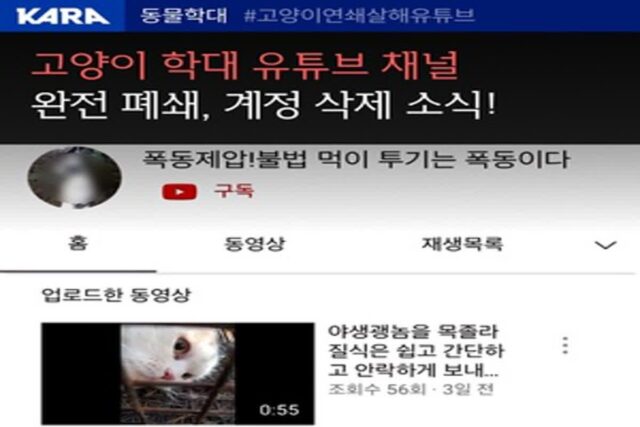 동물권행동 카라, 고양이 학대 유튜브 채널 폐쇄 환영