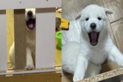 식탐으로 ‘득음’한 강아지의 한 서린 노래..’밥 더 달라멍~!’