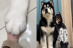 성인 여성보다 큰 강아지의 정체..’왕크니까 왕귀엽다!’