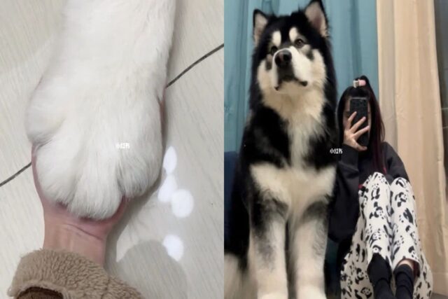 성인 여성보다 큰 강아지의 정체..’왕크니까 왕귀엽다!’