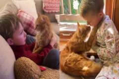 아이와 사랑에 빠져버린 고양이..’꿀 떨어지는 눈빛에 뽀뽀까지’
