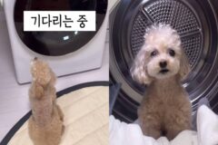 강아지가 건조기 끝나기만 하염없이 기다린 이유..’찜질방 오픈이댕!’