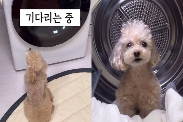 강아지가 건조기 끝나기만 하염없이 기다린 이유..’찜질방 오픈이댕!’