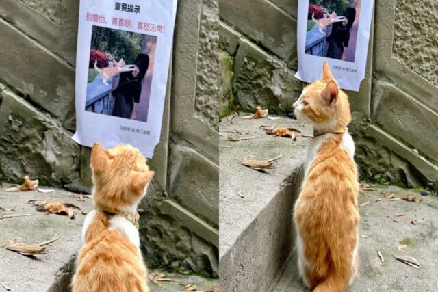 자기가 나온 경고문을 보고 ‘심히 불쾌해진’ 아기 고양이