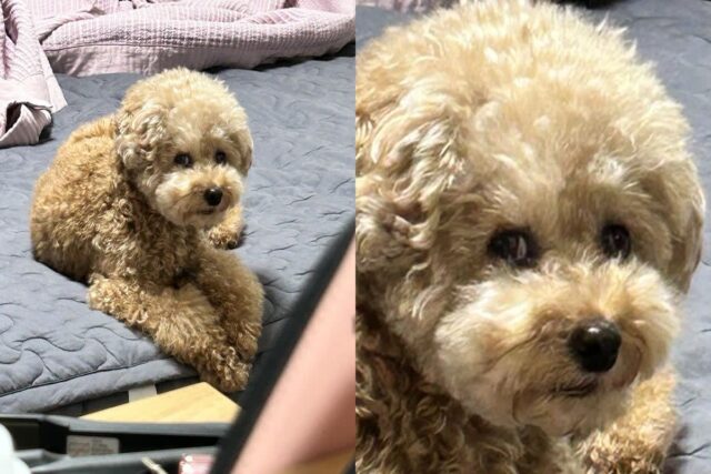 산책 짧게 했다고 배신감에 노려보는 강아지..’혼자 회식가니까 좋냐?’