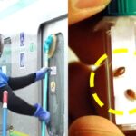 “미국,프랑스 지하철 ‘빈대’덕분에…화제된 일본 지하철의 청소 장면(+영상)
