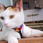 ‘고양이 한 마리’ 때문에 관광객 폭발했다는 일본 여행지, 어디냐면요?(+이유)