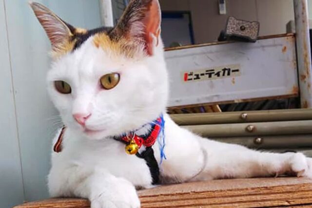 ‘고양이 한 마리’ 때문에 관광객 폭발했다는 일본 여행지, 어디냐면요?(+이유)