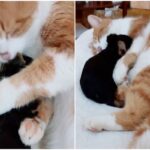 강아지를 제 새끼처럼 품은 고양이, 배 아파 낳은 자식 아니어도 ‘소중하다옹‘