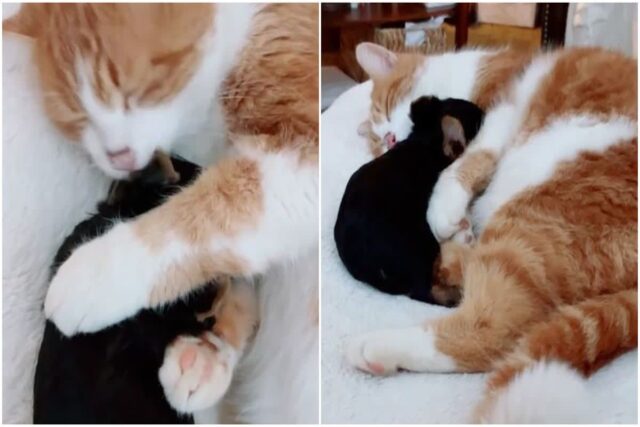 강아지를 제 새끼처럼 품은 고양이, 배 아파 낳은 자식 아니어도 ‘소중하다옹‘