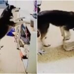 ‘야식 먹고 싶다멍’ 개집 탈출한 허스키, 경보 울려서 출동한 경찰에게 ‘친한 척’