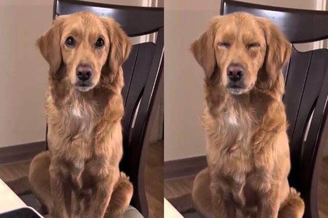 졸려도 가족들 옆에 있고 싶은 사랑둥이 강아지 ‘앉아서 꾸벅꾸벅’