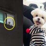 밤늦게 들어오는 형아 창밖으로 노려본 댕댕이 ‘지금 시간이 몇시인데..!’