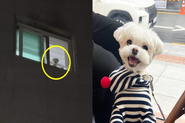 밤늦게 들어오는 형아 창밖으로 노려본 댕댕이 ‘지금 시간이 몇시인데..!’