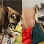 ‘살려주세요’ 산 채로 불 탄 라쿤, 고비 넘긴 기특한 녀석…학대한 범인은?