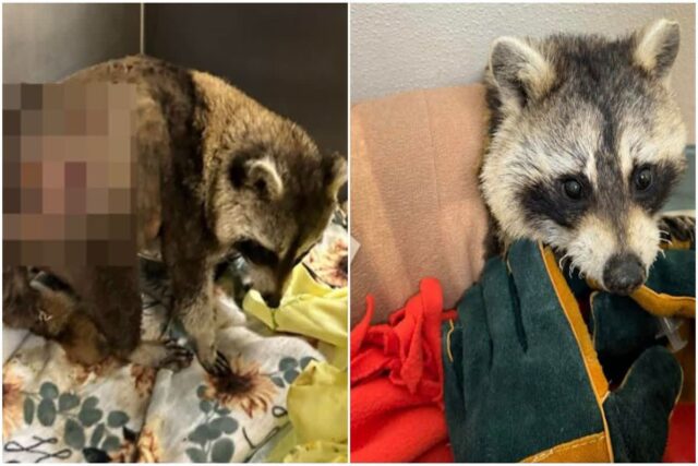 ‘살려주세요’ 산 채로 불 탄 라쿤, 고비 넘긴 기특한 녀석…학대한 범인은?