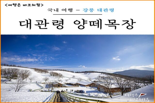 강원도 대관령 겨울에 가볼만한곳 양떼목장 입장료 가격 예약 할인