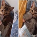 어미 잃은 고양이와 원숭이의 놀라운 우정 ‘떨어지지 말자옹’