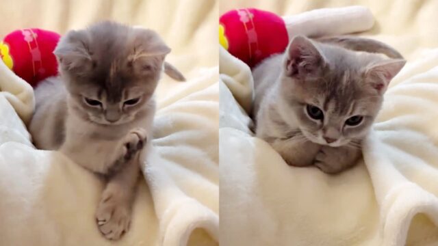 외모도 하는 짓도 귀하게 자란 티 내는 ‘공주’ 고양이 자태